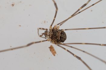 Media type: image;   Invertebrate Zoology 151588